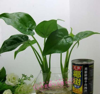 以水培滴水观音分棵的技巧和方法(实用技巧帮助您成功将滴水观音繁殖成多棵健康植株)