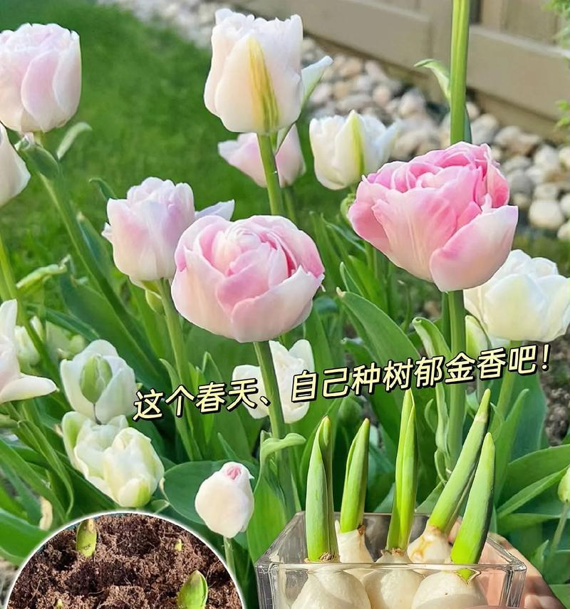 郁金香不开花的原因及解决方法（郁金香养护中常见的问题及解决技巧）