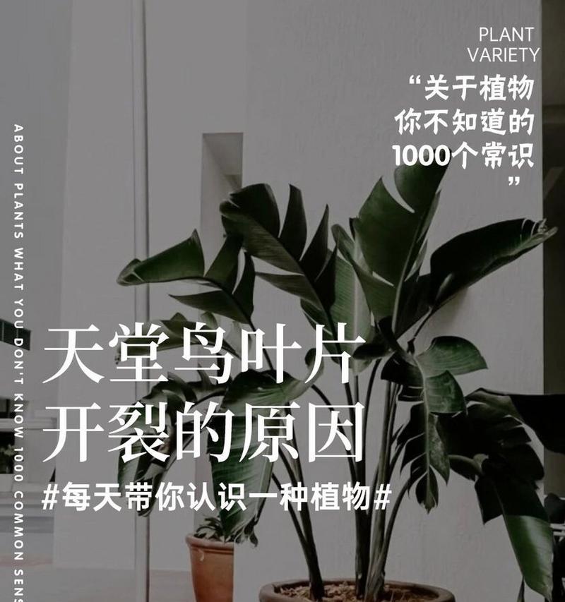 如何应对鹤望兰冬天叶子开裂问题(解决鹤望兰叶子开裂的有效方法及注意事项)
