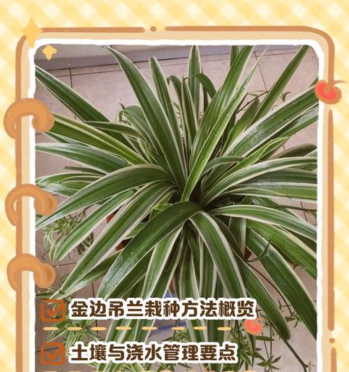 如何正确养护金边吊兰？（水中生长的秘密及关键要点）