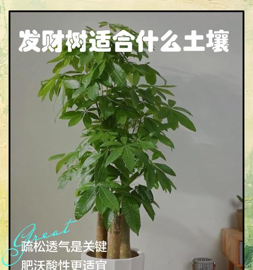 发财树怎么施氮肥（优质氮肥让发财树繁花似锦）