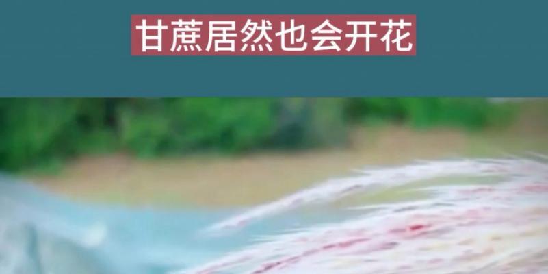 甘蔗能开花吗？（探究甘蔗的开花现象及其特点）