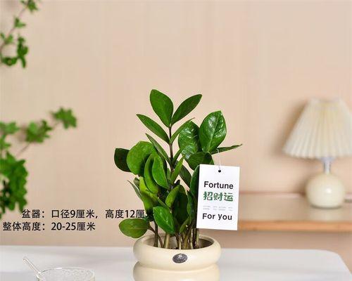 如何养护金钱树，助你财源滚滚（发财树养护秘籍，让你的财富茁壮成长）