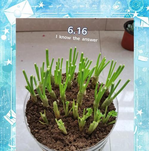 家庭种植葱花的乐趣与技巧(打造绿色家园,享受新鲜葱花的美味)