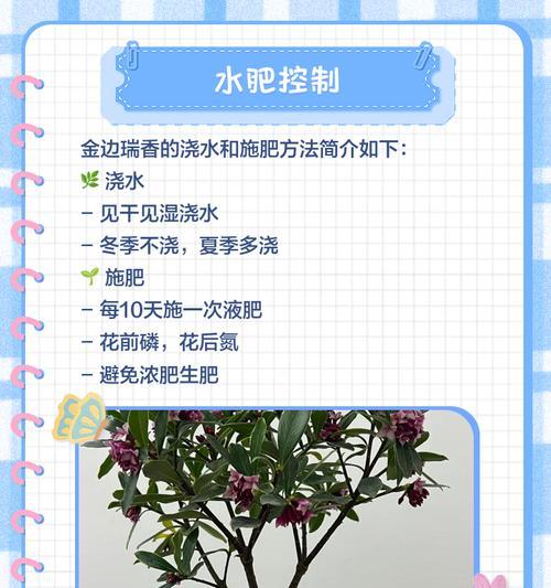 新移植瑞香的养护指南（打造美丽花园，从瑞香开始）