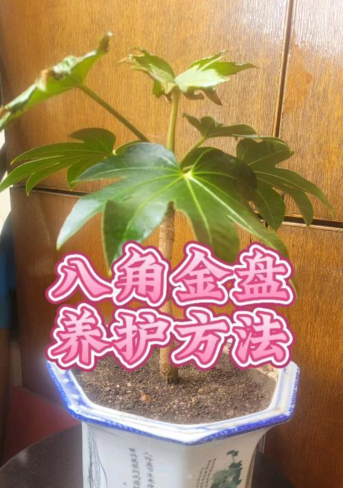 八角金盘叶子发黄干枯的原因及处理方法（探究八角金盘叶子发黄干枯的因素和救治措施）