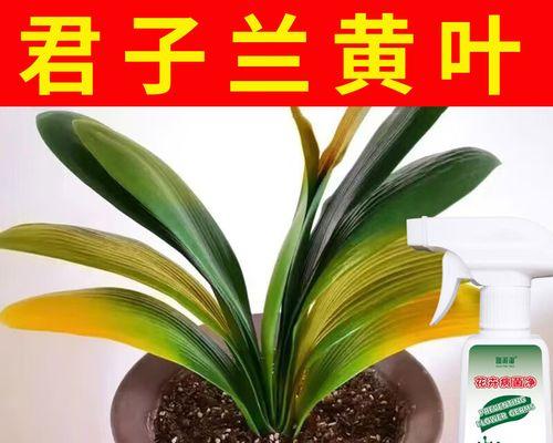 以君子兰叶子中间发黄的原因及处理方法（君子兰叶子中间发黄的症状分析与有效处理方法）