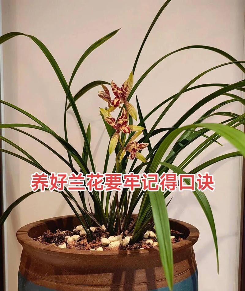 兰花的药用价值与使用方法（探究兰花的药用价值及使用方法，助你更好地利用这一自然宝藏）
