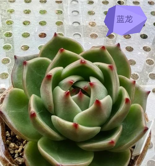 多肉叶片软了怎么办？（教你恢复叶片硬度的方法）