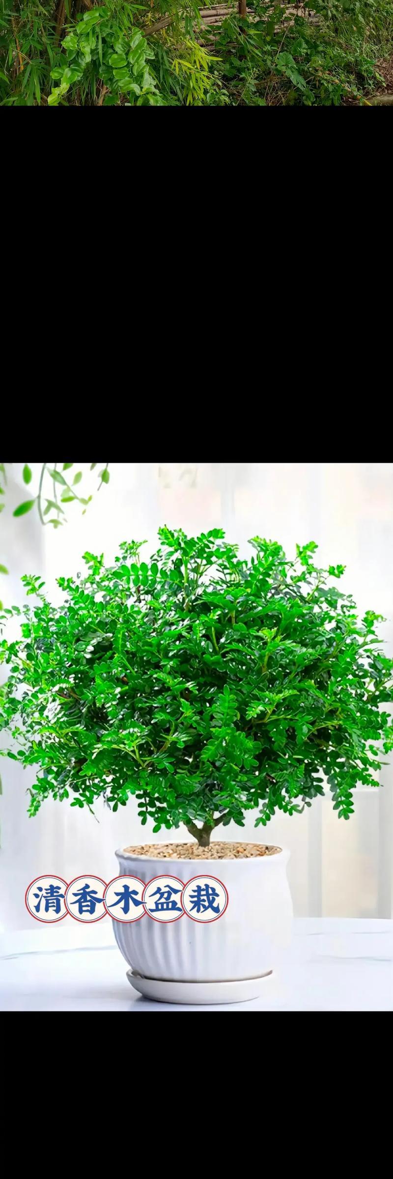 红木香的盆栽养殖技巧（打造室内绿色植物）