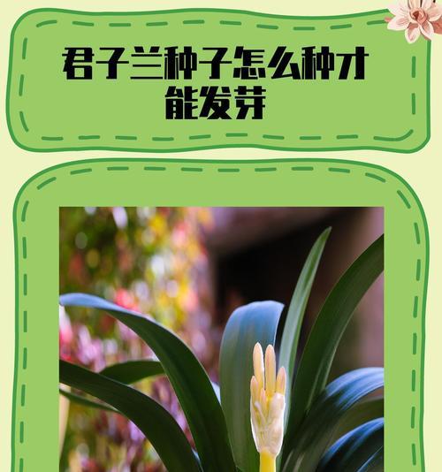 以君子兰怎么种才活（种植君子兰的关键技巧和注意事项）