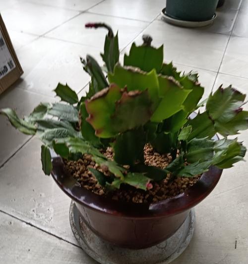 阳台上的蟹爪兰为何突然凋落？（探究蟹爪兰凋落原因及应对方法）