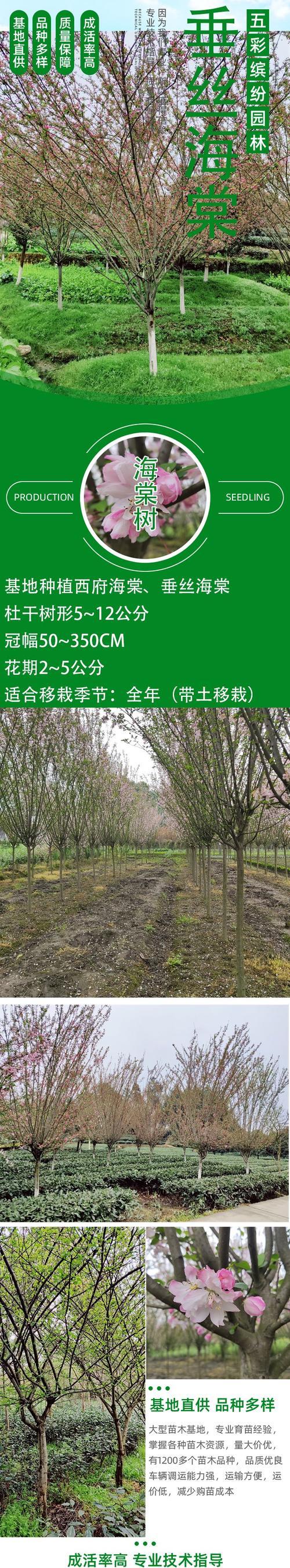 如何选取最佳时间移栽海棠树？（海棠树移栽的最佳时间及相关注意事项）