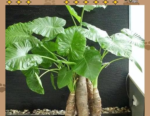 滴水观音花的种植与养护技巧（了解滴水观音花的种植方法和注意事项，让你的观音花生长茁壮）