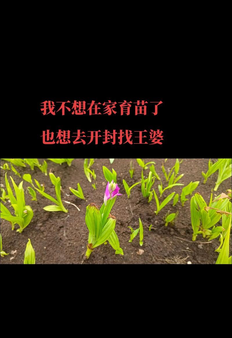 从种子到花（以种子发芽为起点，如何成功种植美丽的花卉）