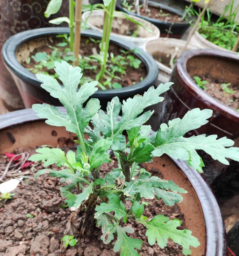 菊花种植指南（从种子到绽放的完美演变）