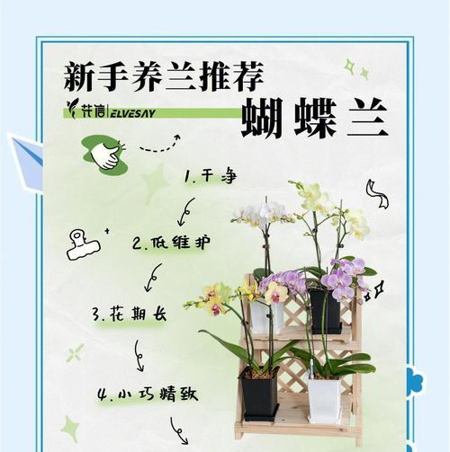 蝴蝶兰的花期与花开时间（探究蝴蝶兰花期长短的因素和注意事项）