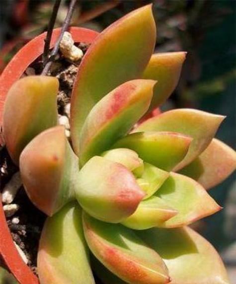 多肉黄丽怎么不长？（解密多肉黄丽不长的原因及对策）