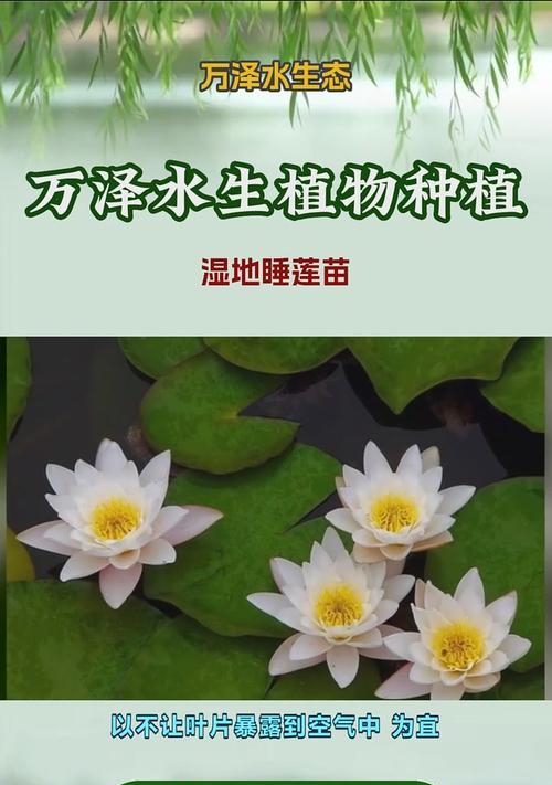 睡莲的种植规格与要求（了解睡莲的生长条件，打造美丽的水生花园）