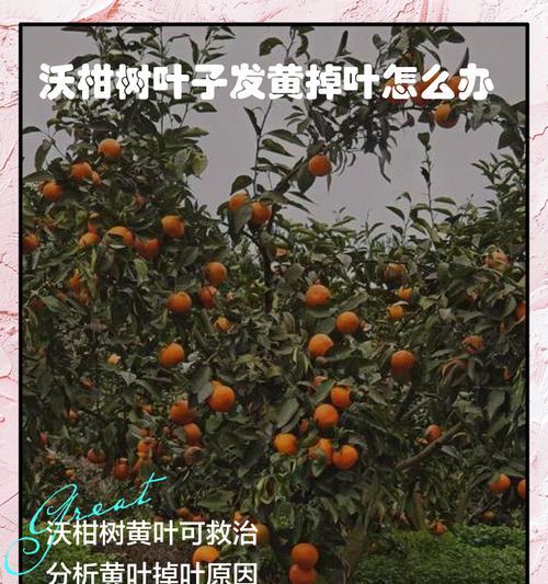 金桔掉叶子原因及治疗方法（了解掉叶原因，助力金桔恢复生机）