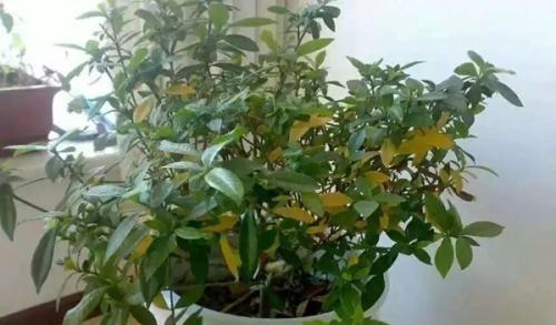 盆景花叶发黄的原因及解决方法（保持盆景花叶绿色的关键技巧）