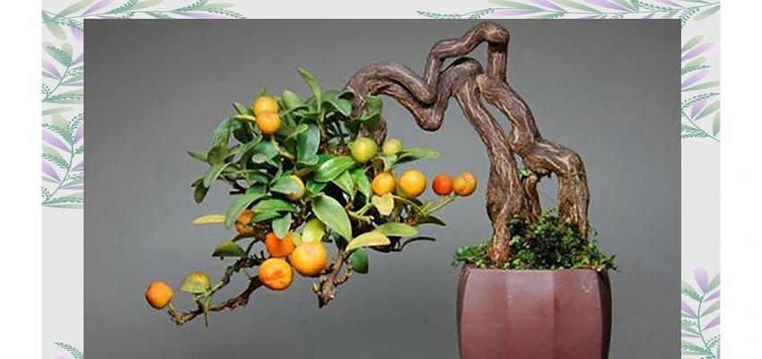 盆景花果的制作与欣赏（盆景花果艺术的创作与技巧）