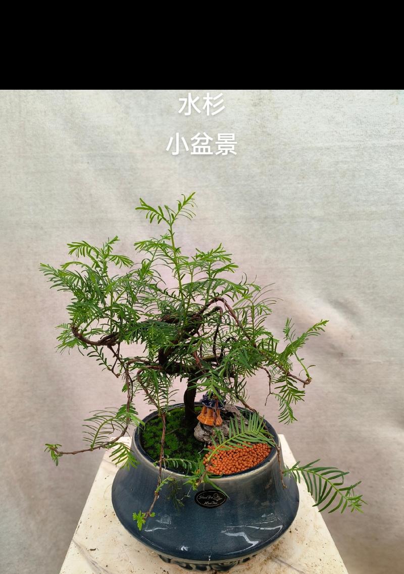 盆栽水杉的养护之道（打造美丽室内景观的关键技巧）