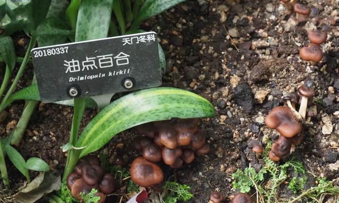 如何正确养护油点百合,在冬天让它绽放迷人的花朵(冬季养护油点百合的关键技巧及注意事项)