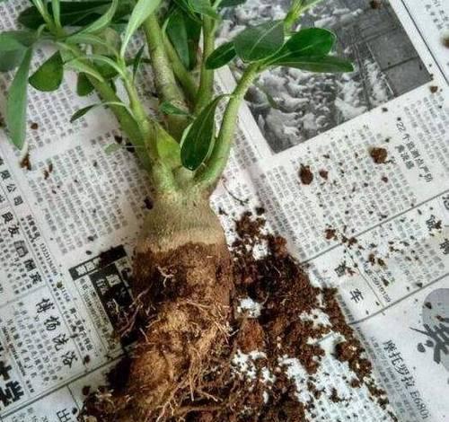 如何分辨玫瑰花是否有长根系（玫瑰花长根系的关键特征及辨别方法）