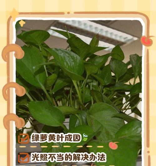 绿萝叶黄的预防与护理（如何避免绿萝叶黄，保持植物健康）