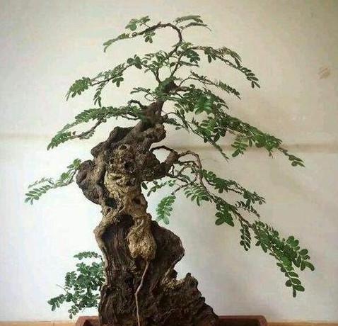 清香木的繁殖方法与技巧（从树种选择到育苗技巧，一篇全面的清香木繁殖指南）