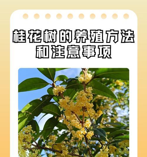 浇水技巧(精细化管理不可少)