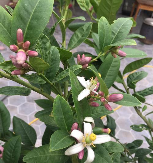 冬天如何正确浇水柠檬花(掌握合适的浇水方法,让柠檬花健康过冬)