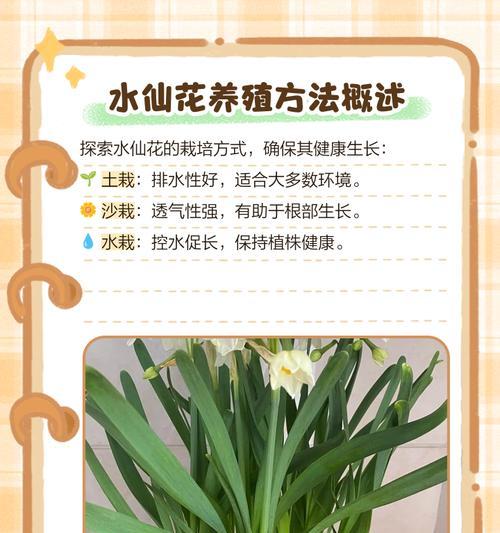 水仙花的养护秘籍（学会这些技巧，让水仙花长得更美）