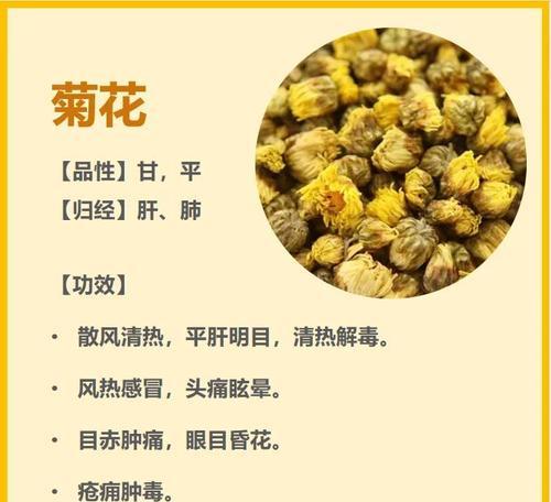 菊花香味有毒吗？深入探究真相（菊花香气中含有的有毒成分及对人体的影响）