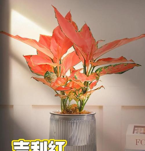 吉利红耐寒多少度？（从生长环境到养护，教你如何让吉利红耐低温生长。）