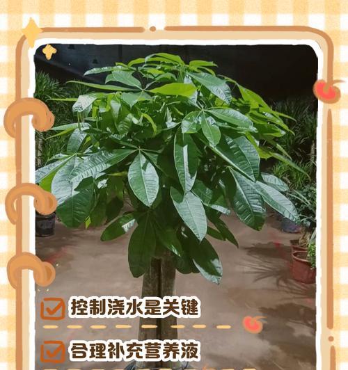 冬天怎样养发财竹？（发财竹养护的关键技巧和注意事项）