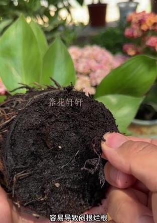 花盆不透气怎么办？（解决方法和注意事项）