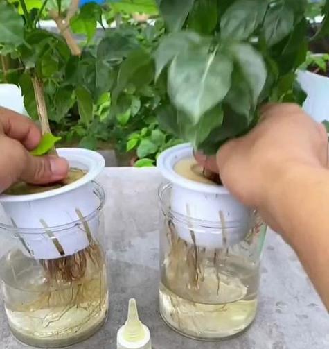 幸福树繁殖指南（以幸福树怎么繁殖方法为主题的详细指南）