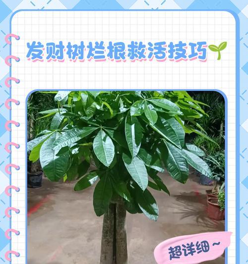 如何有效解决发财树冻伤问题（保护发财树免受严寒侵害的关键技巧）