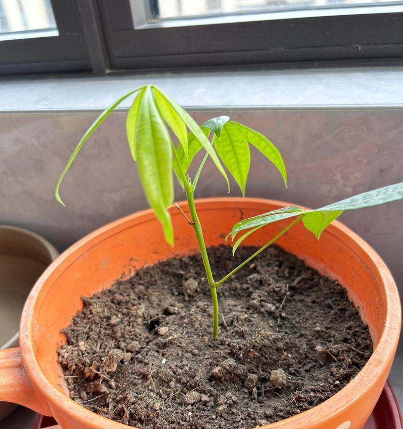 发财树杆不长粗的原因及解决方法(发财树杆粗细与成长的关系及如何促进生长)