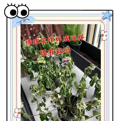 如何科学施肥，使绣球花更加茂盛（绣球花肥料的选择与使用技巧）
