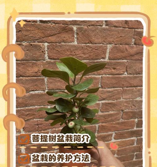菩提树落叶解决之道(保护环境、增强生态平衡,菩提树的关键生态角色)