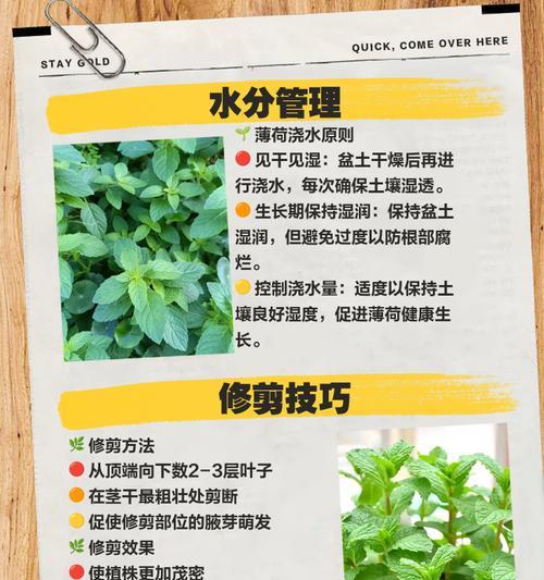 薄荷长虫子如何治理？（了解薄荷长虫子的病虫害治理方法及妙招）