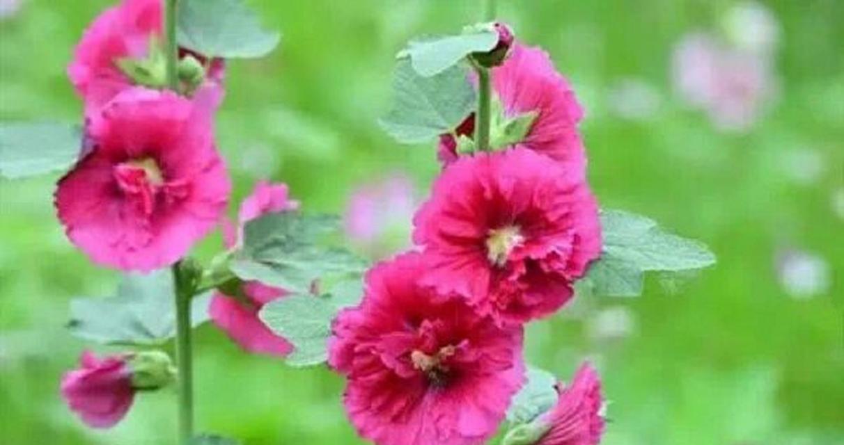 蜀葵的开花时间和开花次数（了解蜀葵的生长习性及栽培技巧）