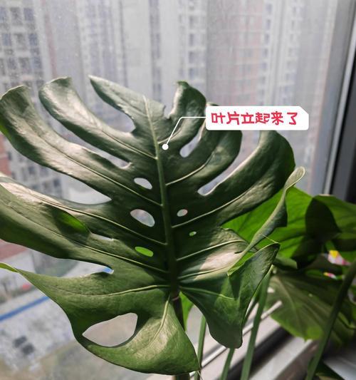 龟背竹新叶子尖黑了怎么办（龟背竹新叶子发黑原因及解决方法）