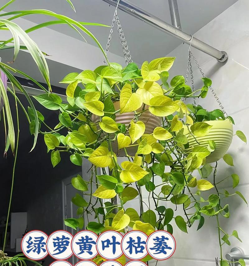 绿萝叶子发黄，如何处理？（揭示绿萝叶子发黄的原因及解决方法）