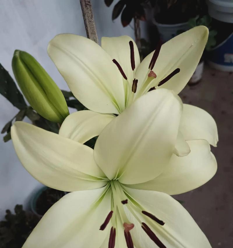 百合花的颜色（百合花的五种颜色及其意义）