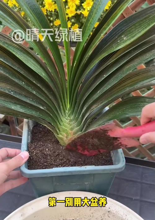 君子兰多年不开花怎么办？（养护技巧与疗法，让君子兰绽放缤纷的花海）