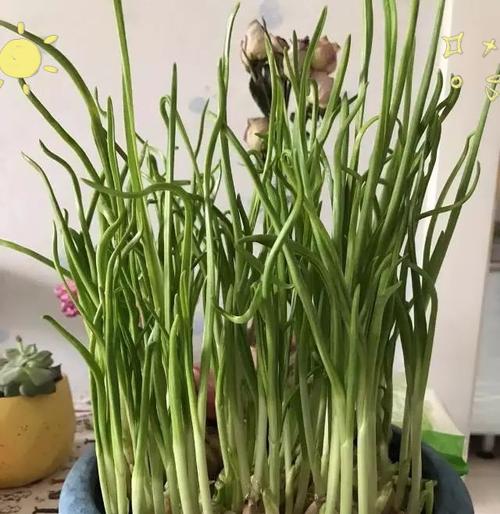盆栽大蒜的种植技巧（让你的家中充满健康的蒜香气息）